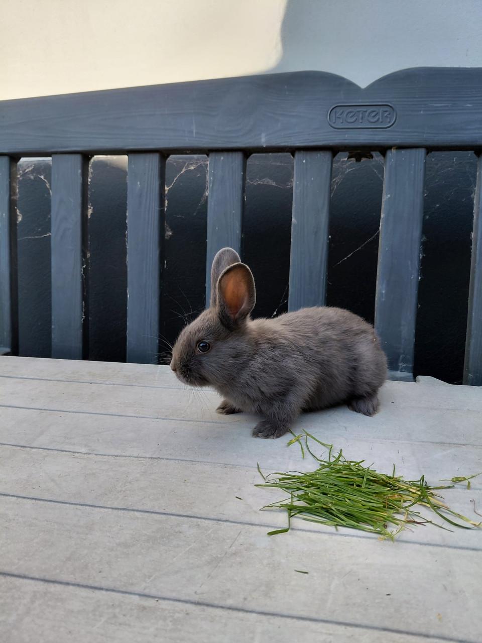 Jonge konijntjes,  Lotharinger