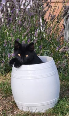 Leuke boerderijkatten