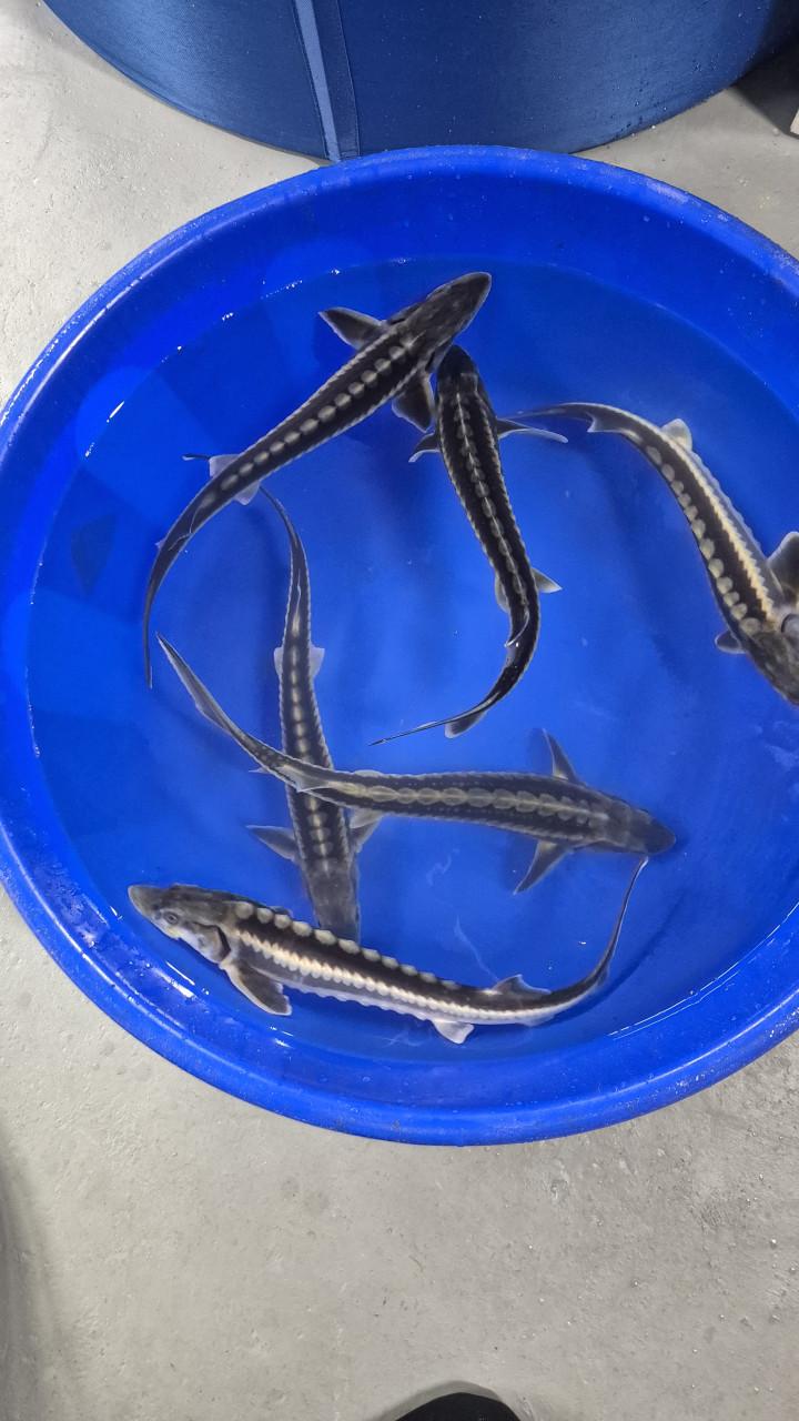 Diamand steur en mooie koi