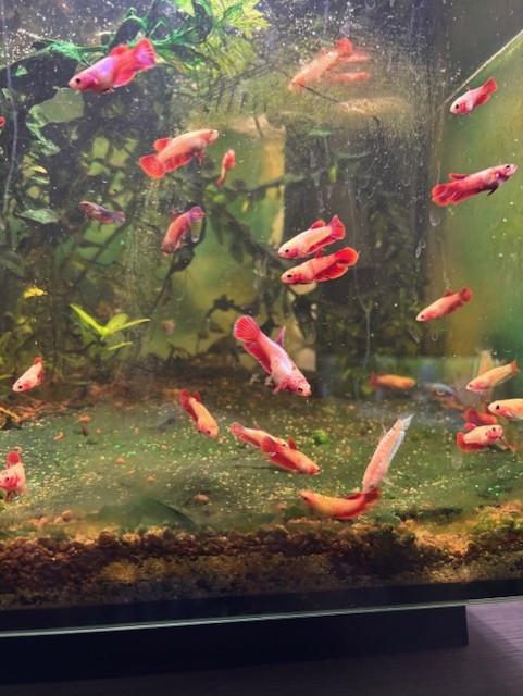 Siamese kempvissen  beta