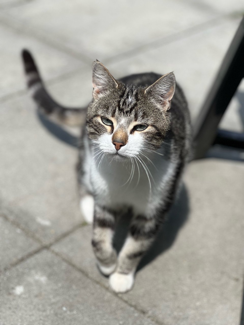 Kater (Puck)