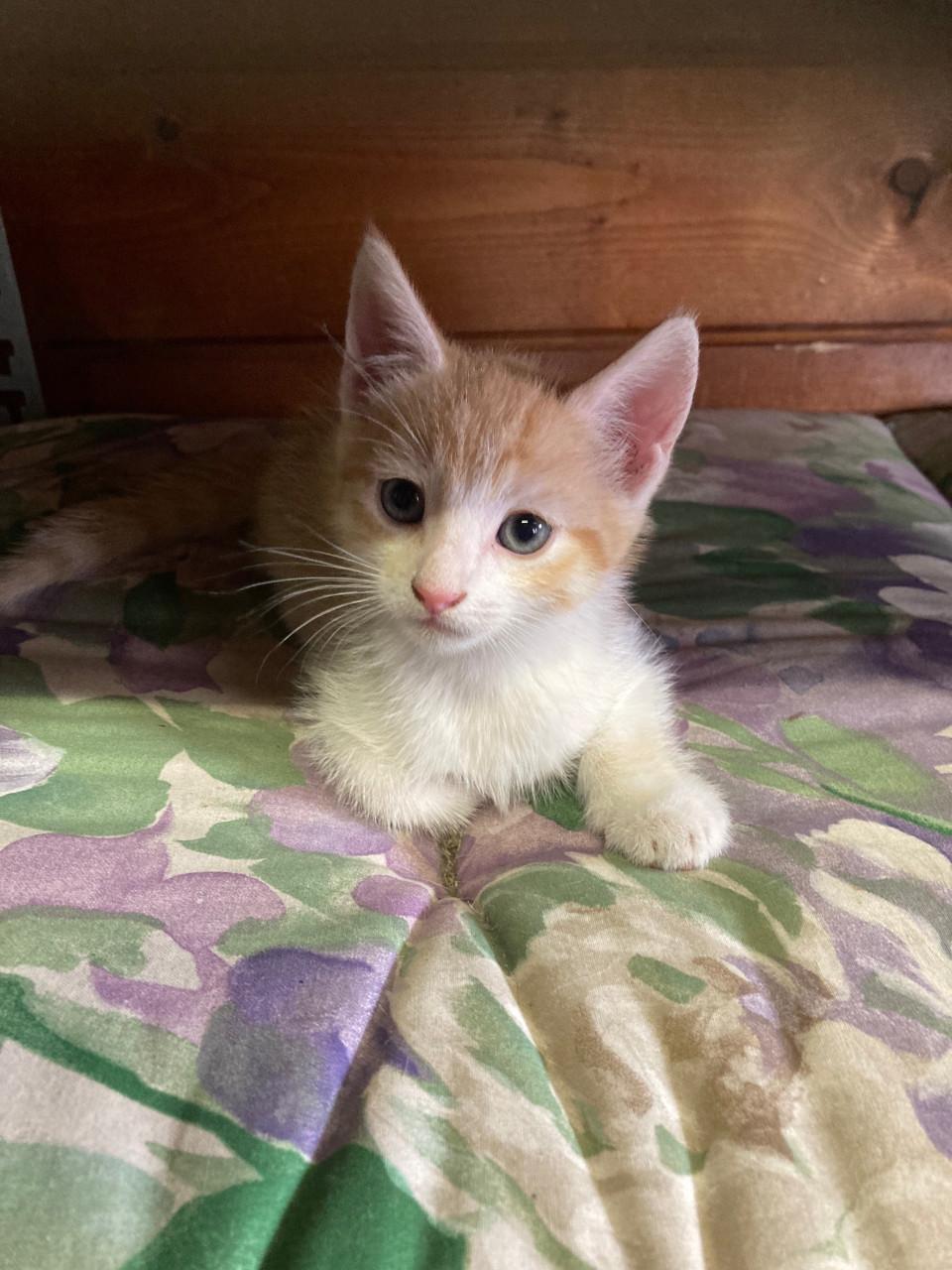 Kittens