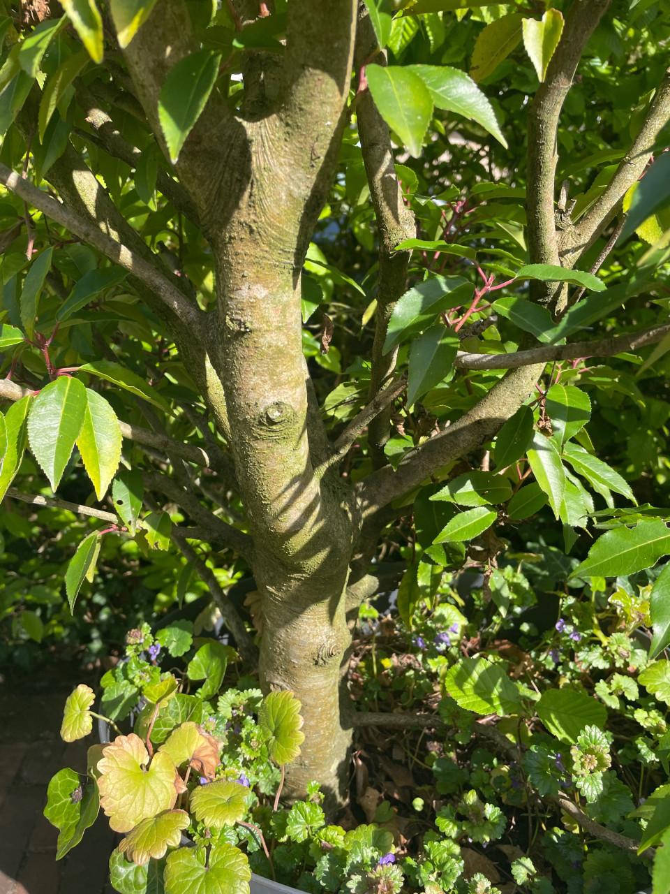 Portugese laurier - 3 stuks - volwassen