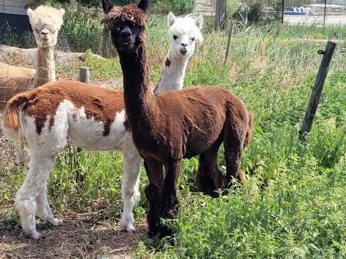 Alpaca hengst