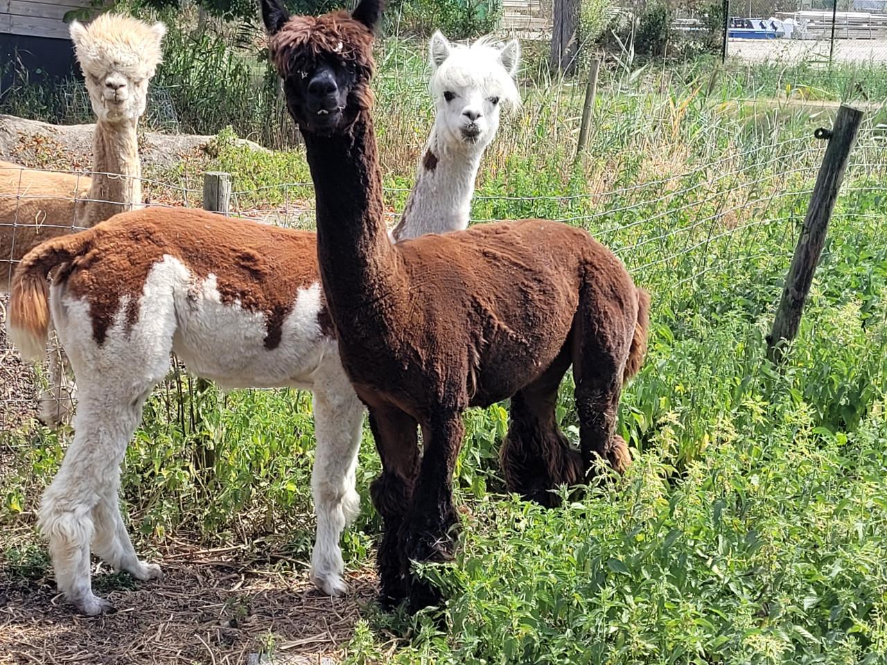 Alpaca hengst