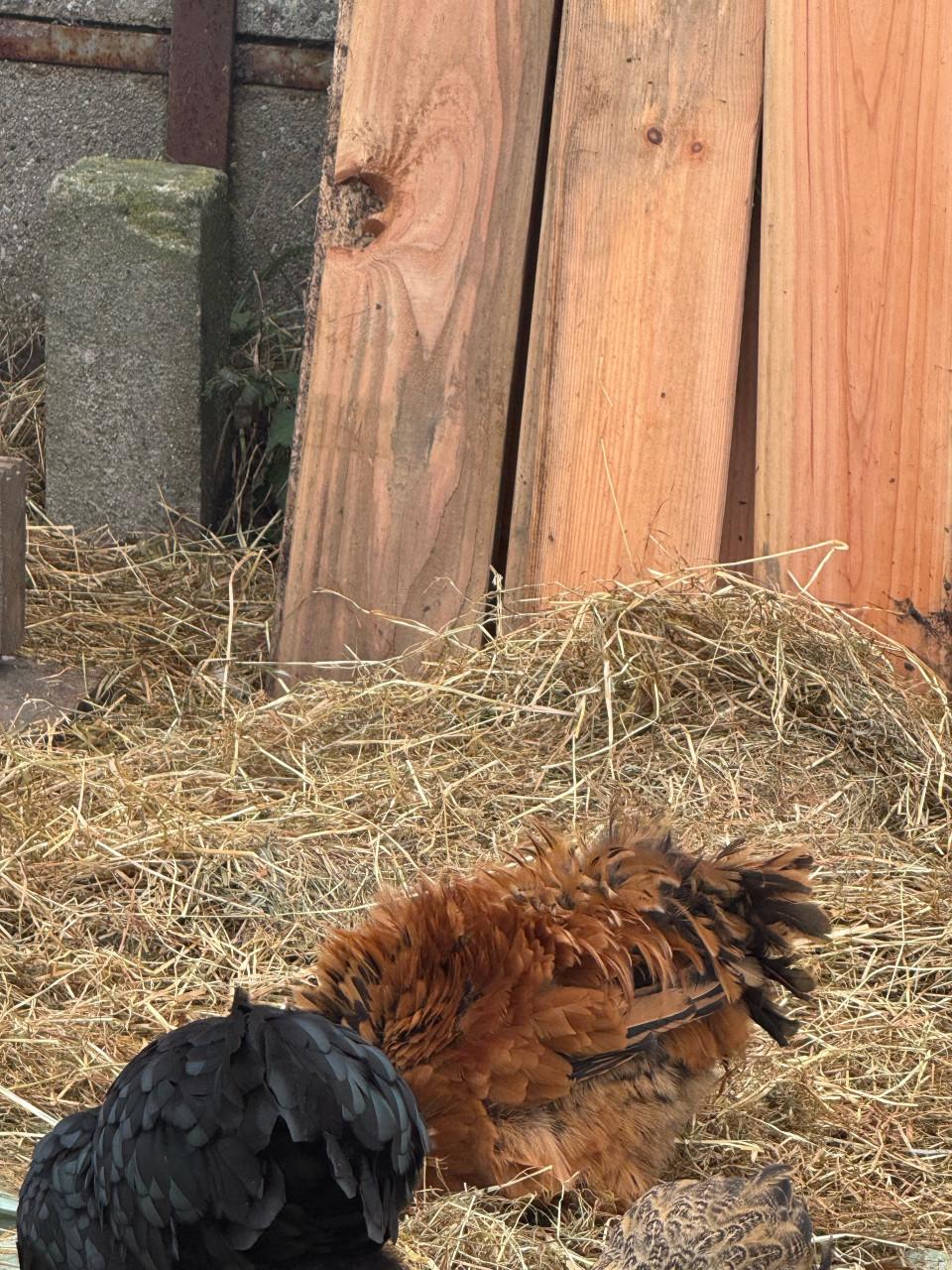 Krulveer cochin en cochin/zijdehoen hanen