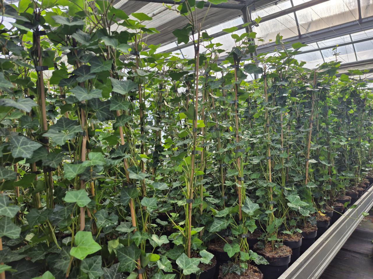 Topkwaliteit Hedera hibernica (klimop) in diverse maten.