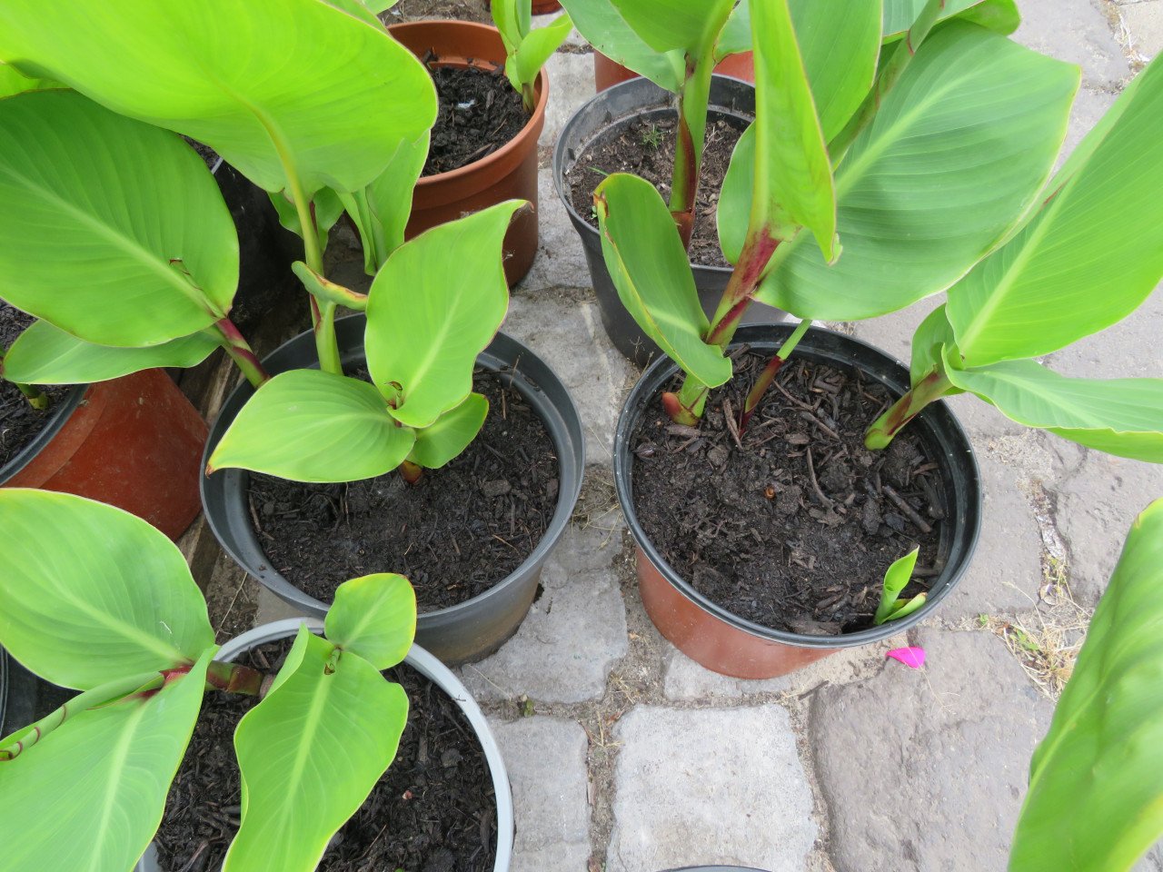 Mooie Canna planten in pot