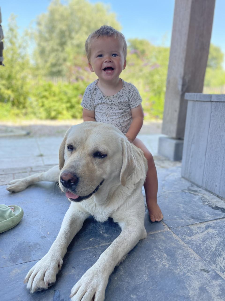Prachtige labrador pups te koop geboren op de boerderij