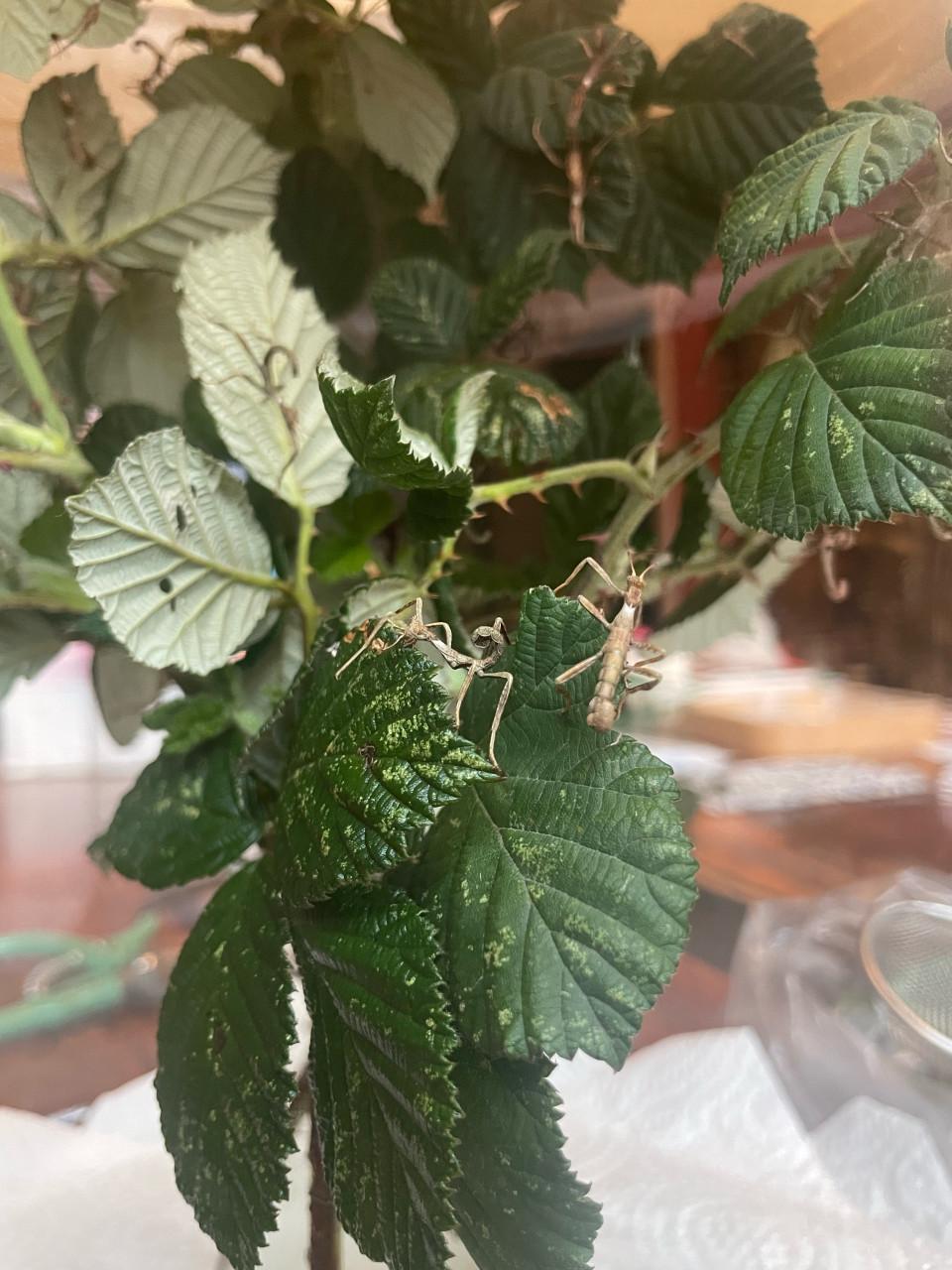 Australische flappentak