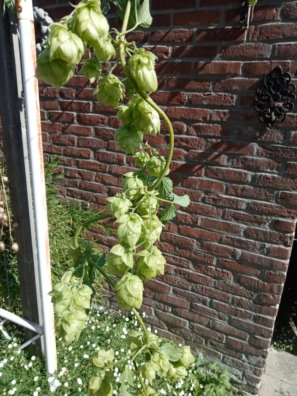 Hop! Om te brouwen of ter decoratie