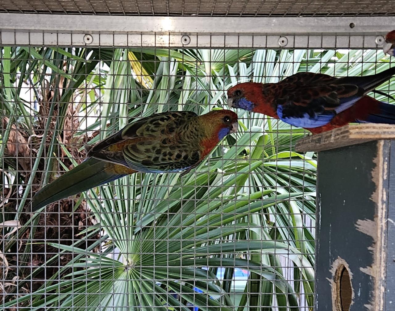 Rosella 's