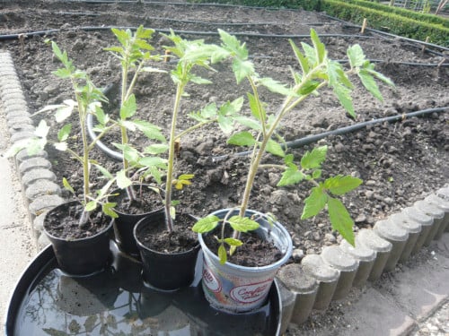 Tuinplanten tomaten