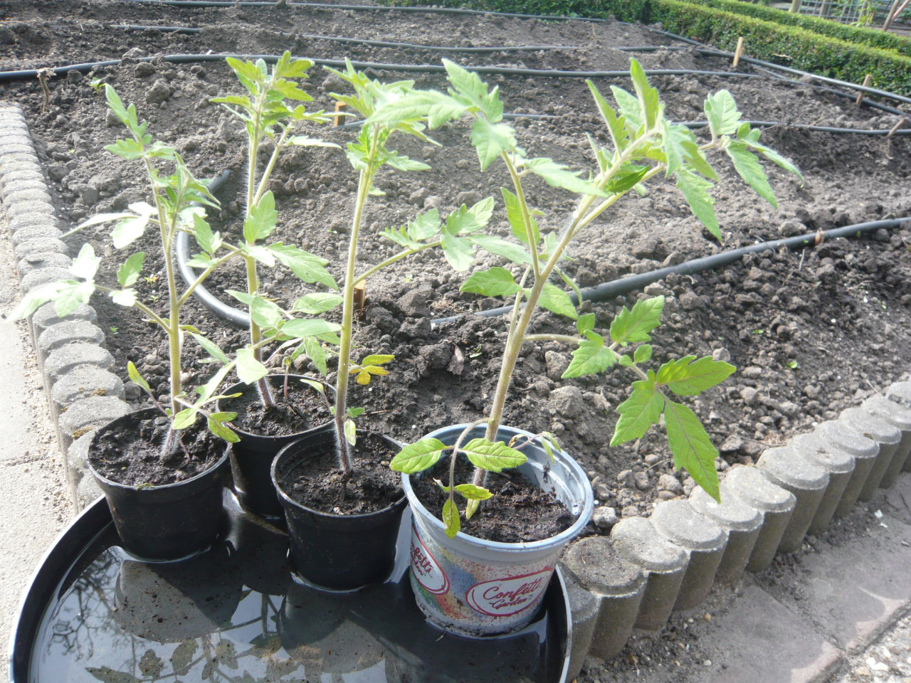 Tuinplanten tomaten