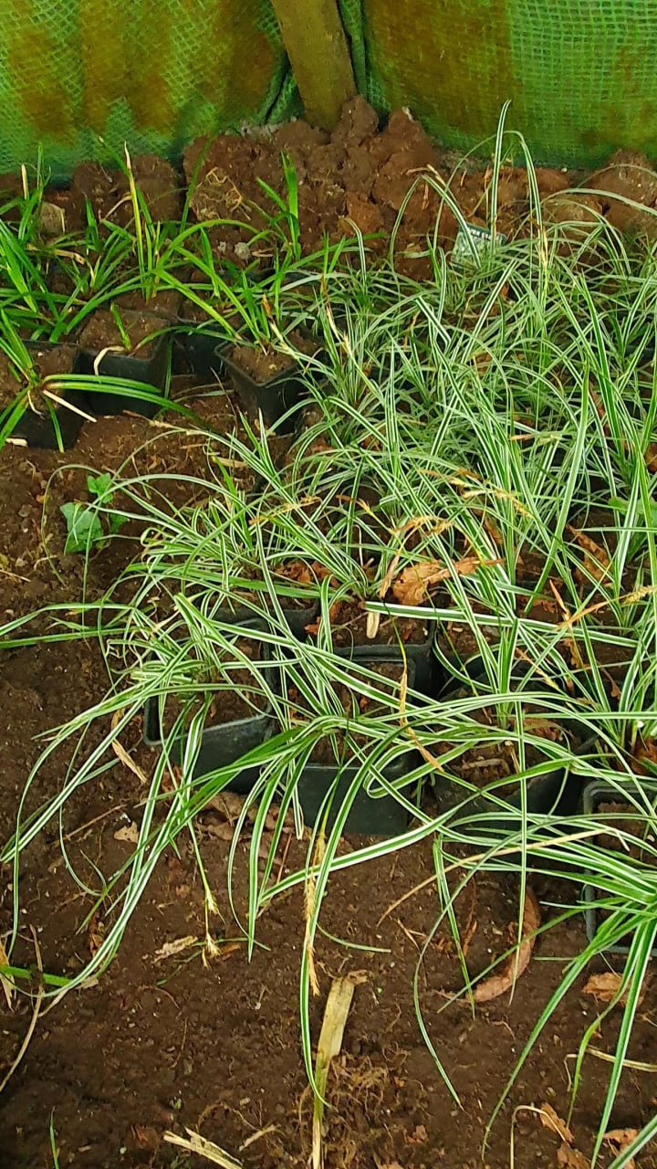 Diverse siergrassen en planten
