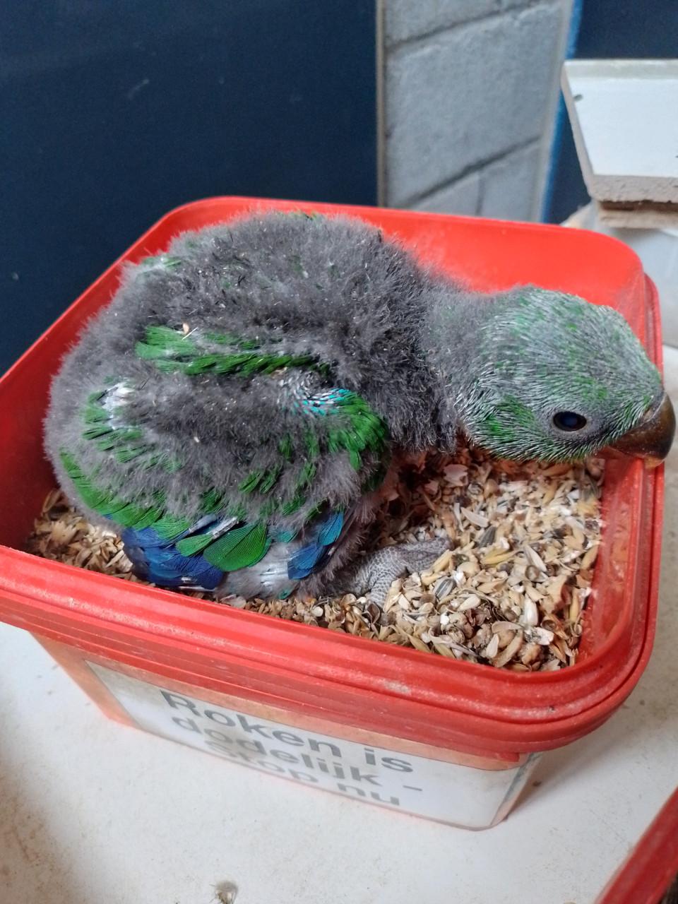 Diverse papegaaien te koop.