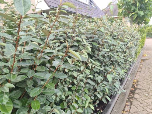 Olijfwilg haagplanten in alle maten