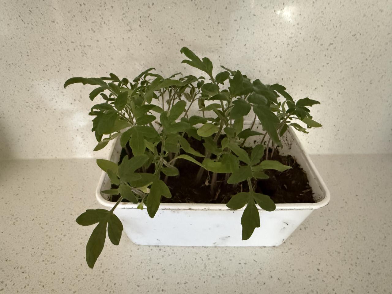 Tomaten 🍅 plantjes
