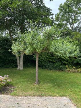 Appelboom te koop
