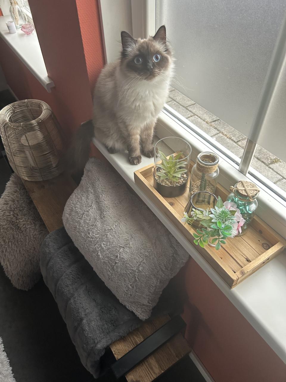 Ragdoll poes blauwe ogen uit geteste ouders