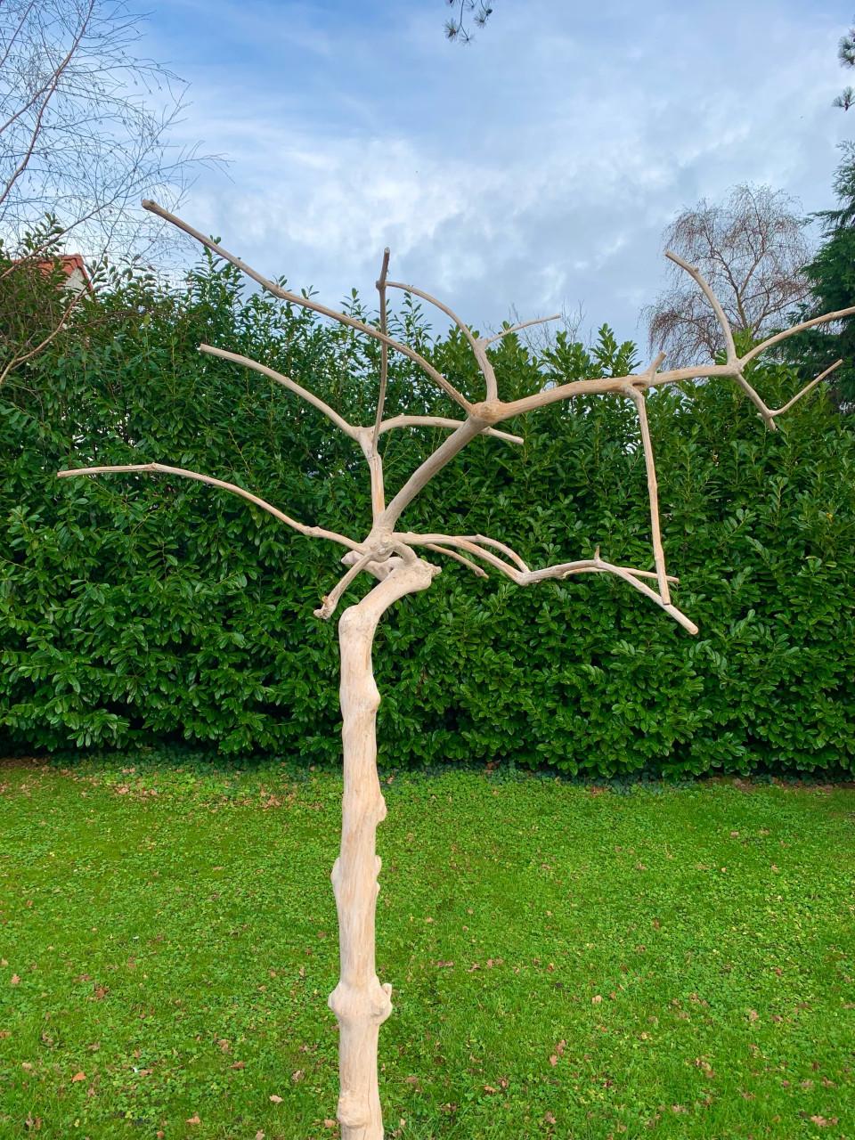 Java boom 250 cm hoog