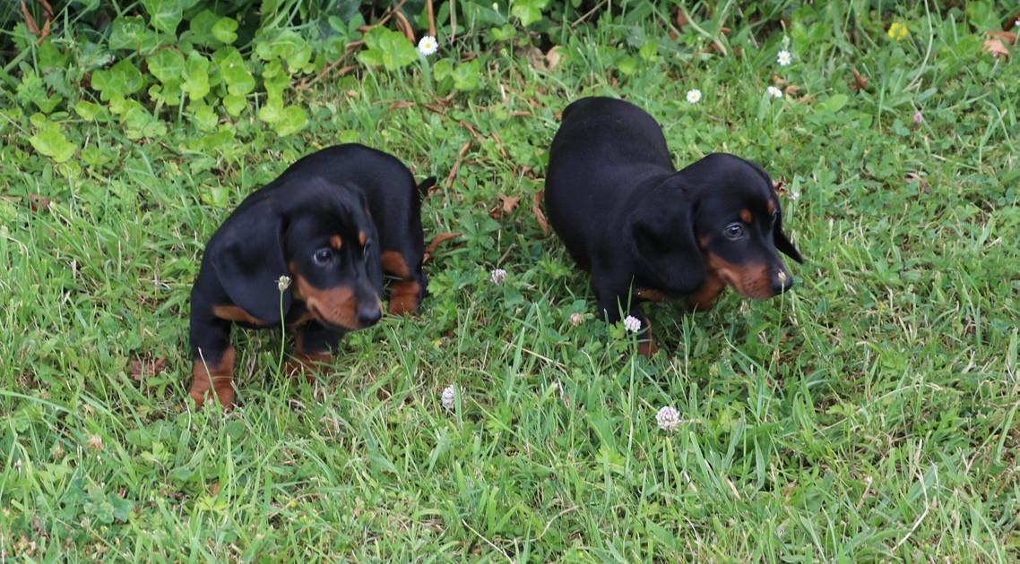 Black an tan dwerg teckel pups