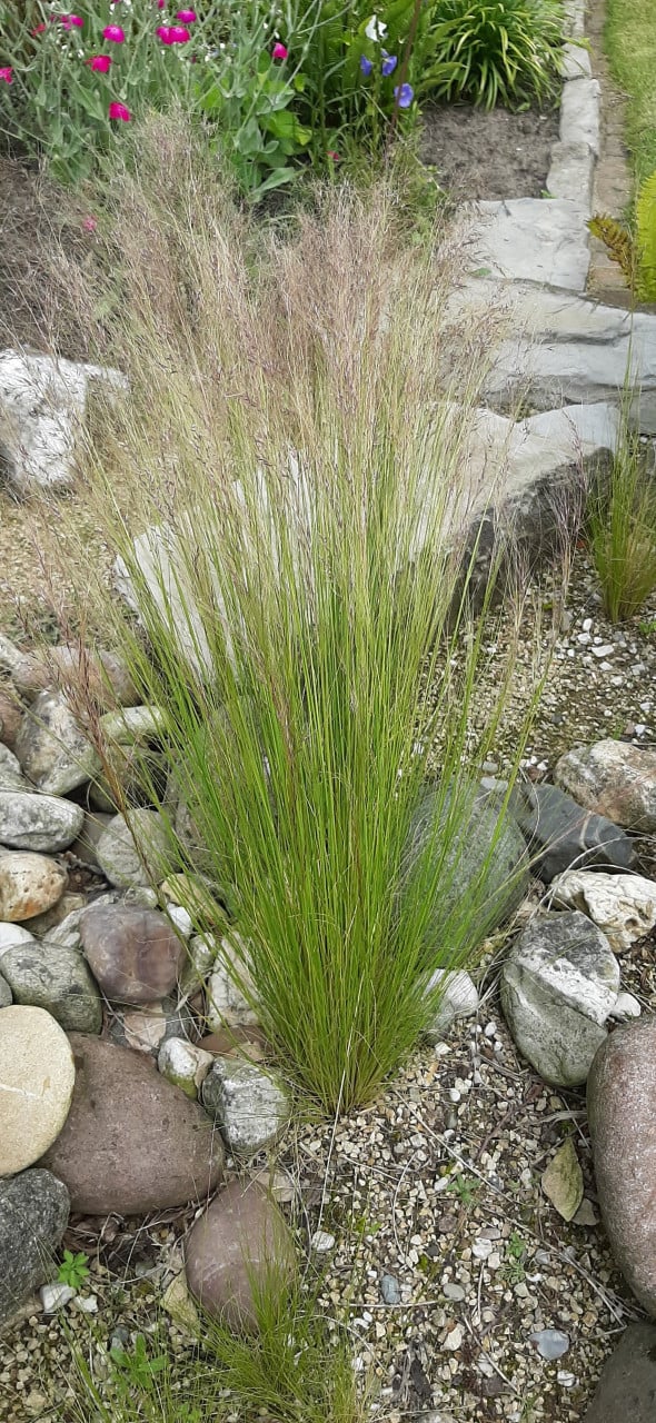 Te Koop: Siergrassen Stipa