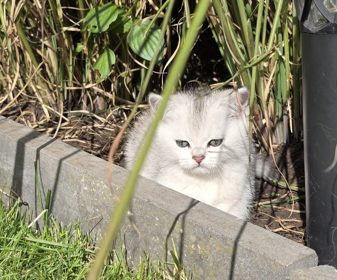 Brits korthaar Black silver shaded kitten (kater)