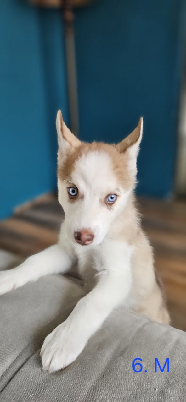 Prachtige husky-puppy's op zoek naar een permanent thuis
