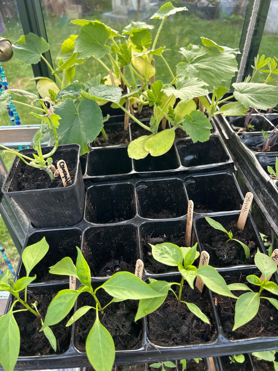 BIOLOGISCHE MOESTUINPLANTEN
