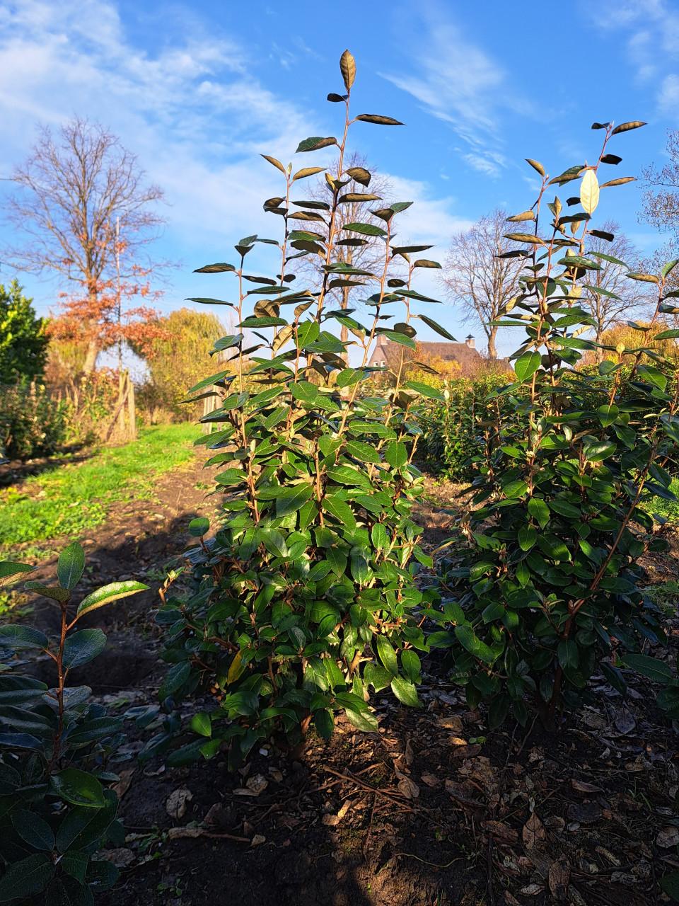 Olijfwilg (Elaeagnus)