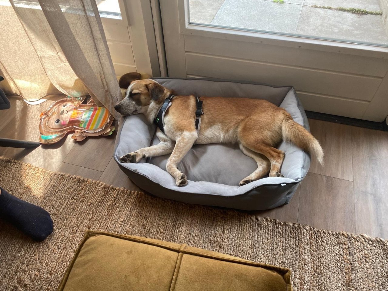 Hond zoekt baasje