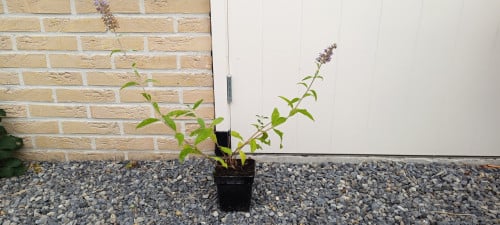 Mooie Vlinderstruiken in pot, in bloei dus direct genieten !  3 euro p/st.