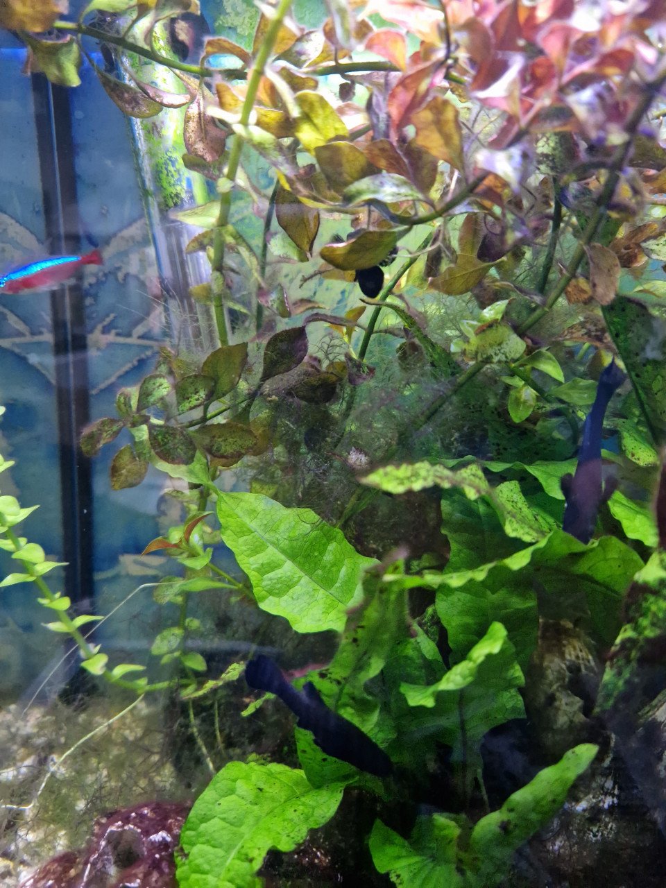 Black molly vis aqaurium