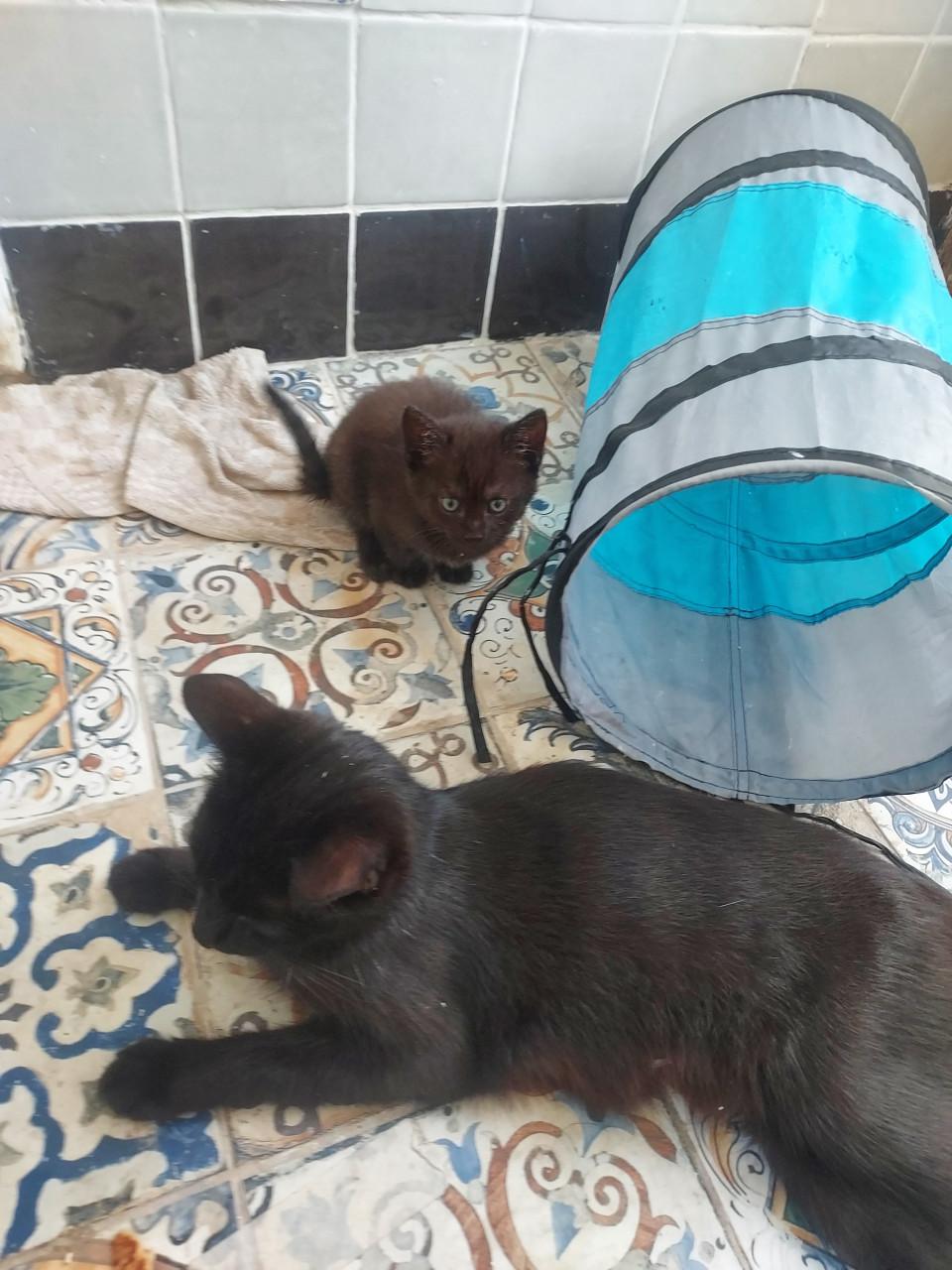 Kittens