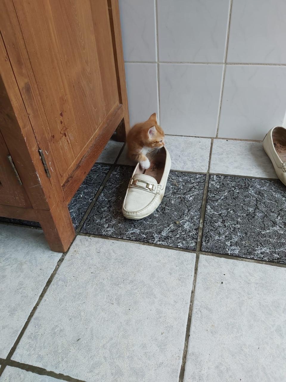 Kitten