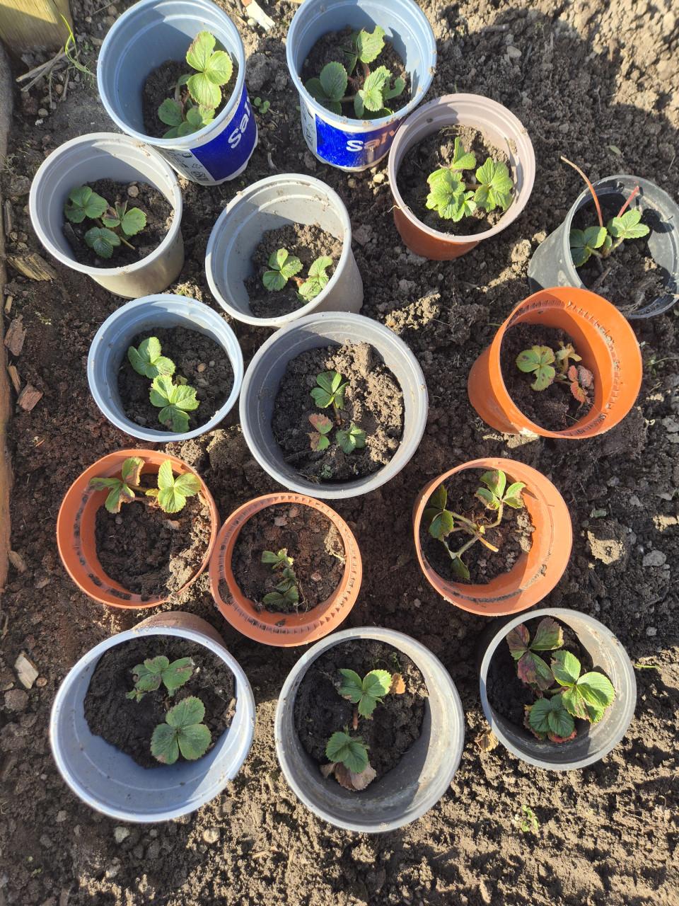 Stekjes van aardbeienplant