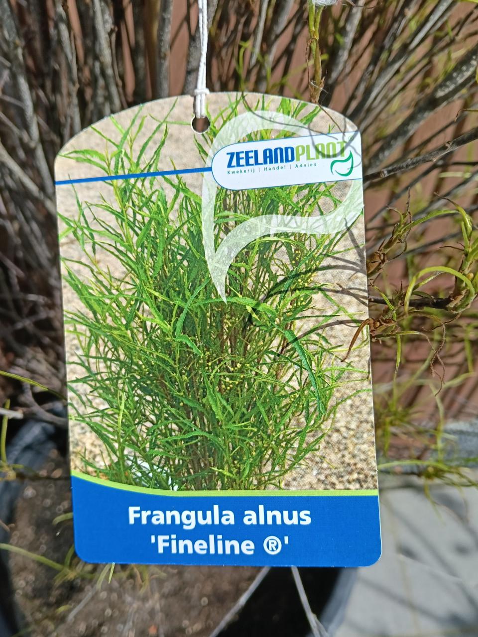 Frangula Alnus Fineline