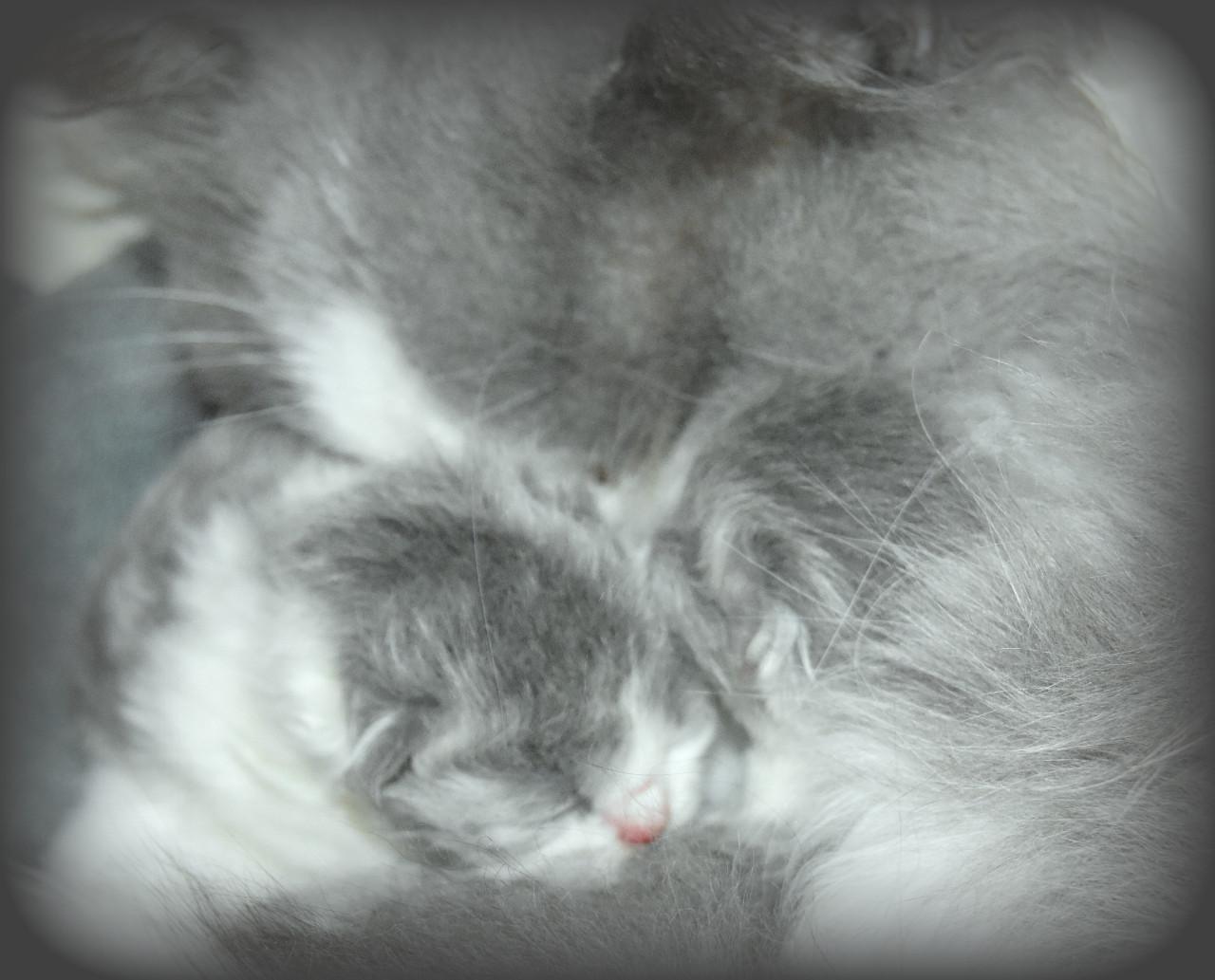 Lief & Ondeugend Brits Langhaartje Chance zoekt personeel!