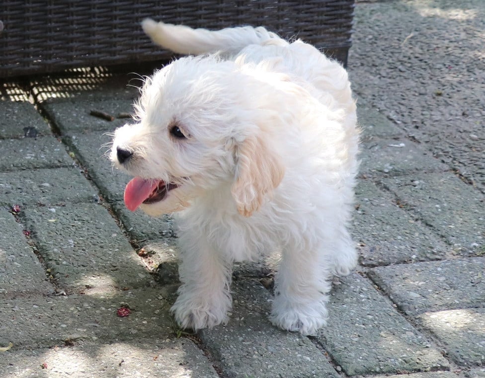 Maltipoo pups beschikbaar
