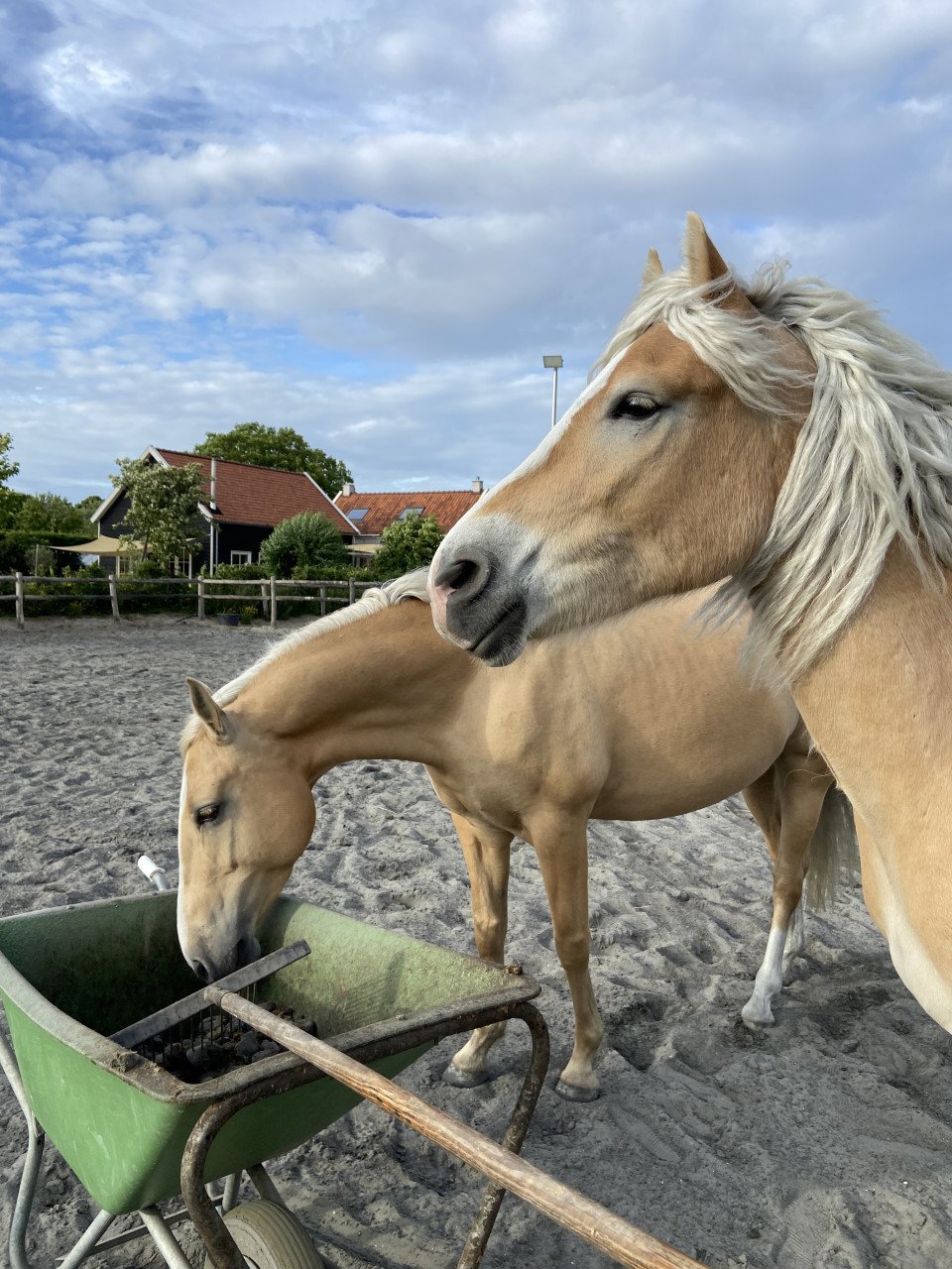 5-jarige palomino PRE merrie