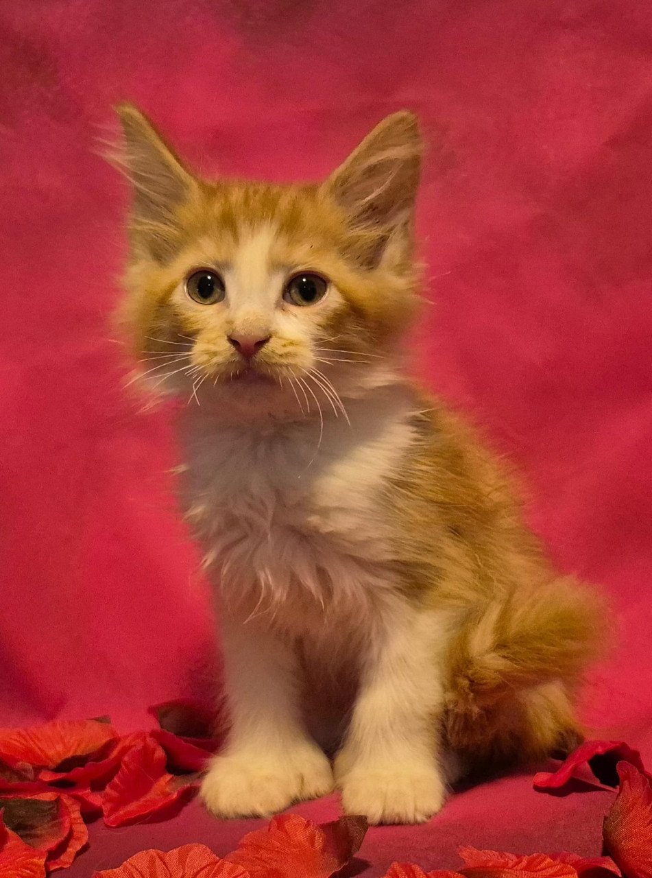 Maine coon kittens (poly en gewoon)NOG 2 BESCHIKBAAR