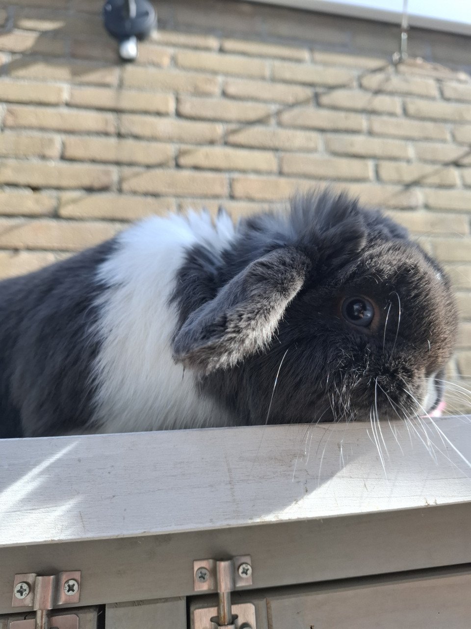 Super lief minilop konijntje