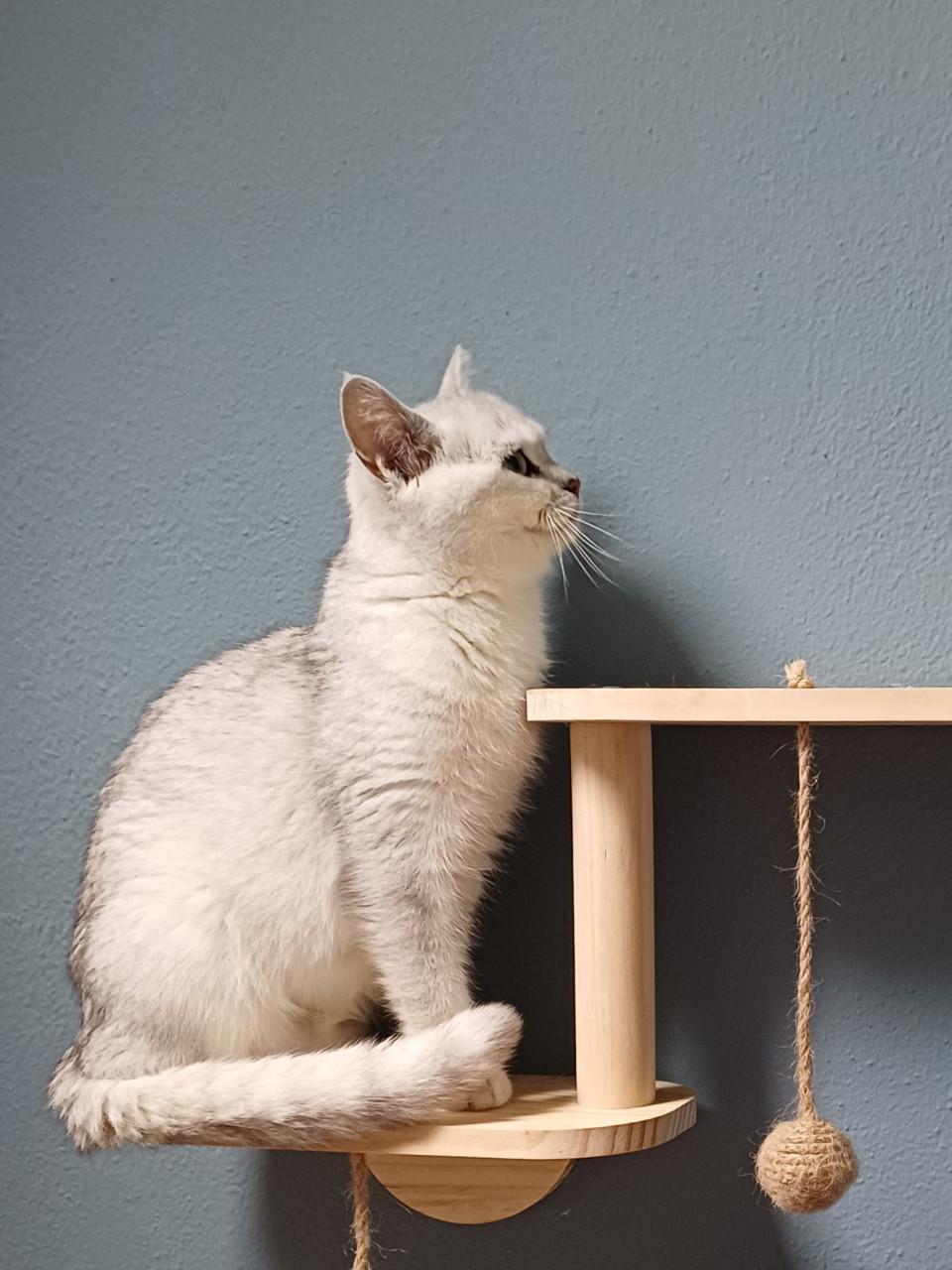We zoeken voor onze 2 lieve Brits Korthaar poezen een nieuw huisje.