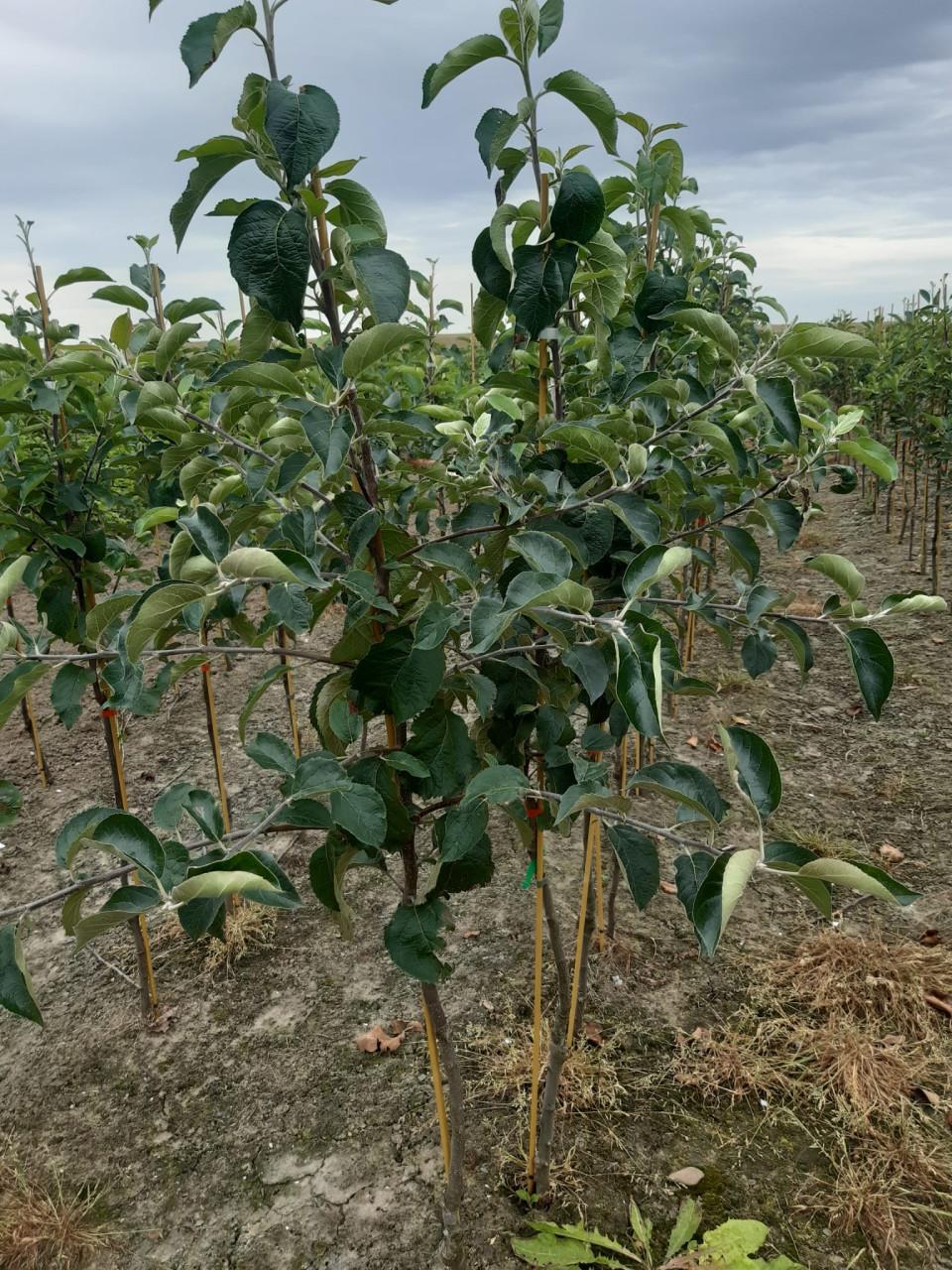 Fruitbomen - fruitstruiken te koop