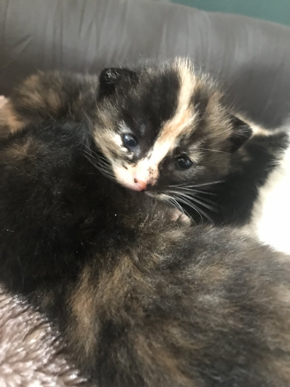 Kittens (bij interesse graag appen!)