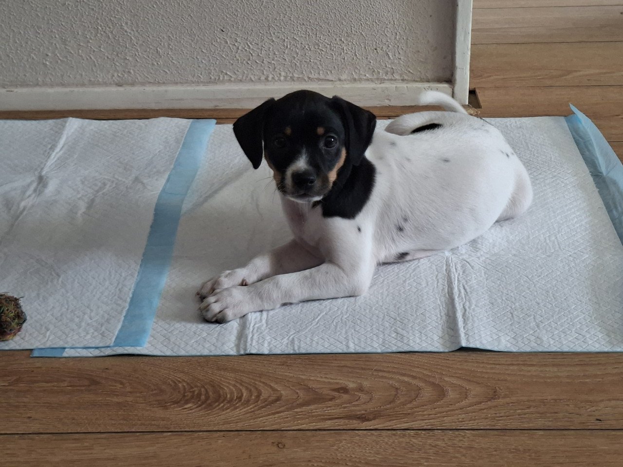 Mooie boerenfox  pup de laatste reutje