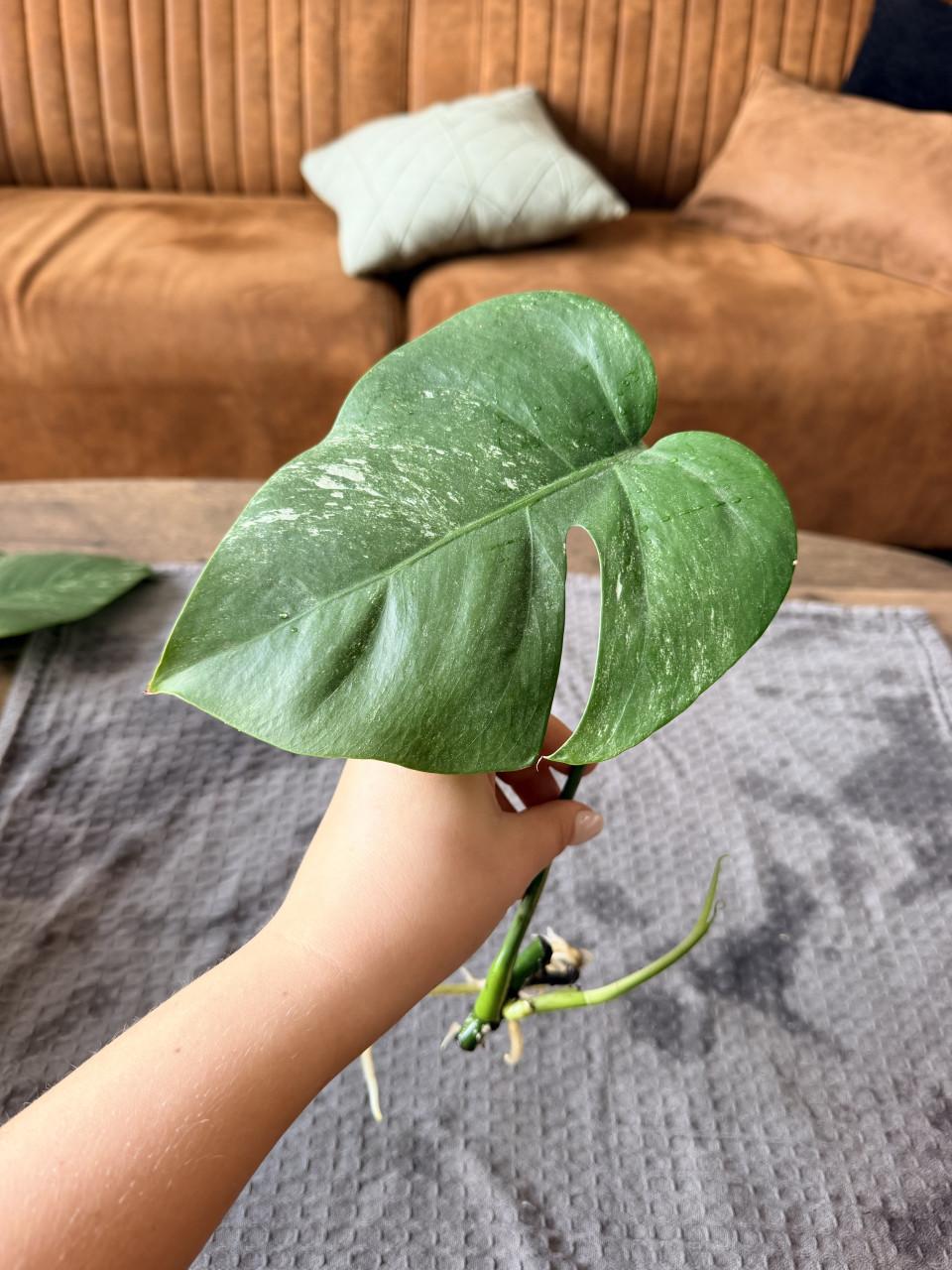 Monstera Deliciosa Variegata stekjes goed geworteld