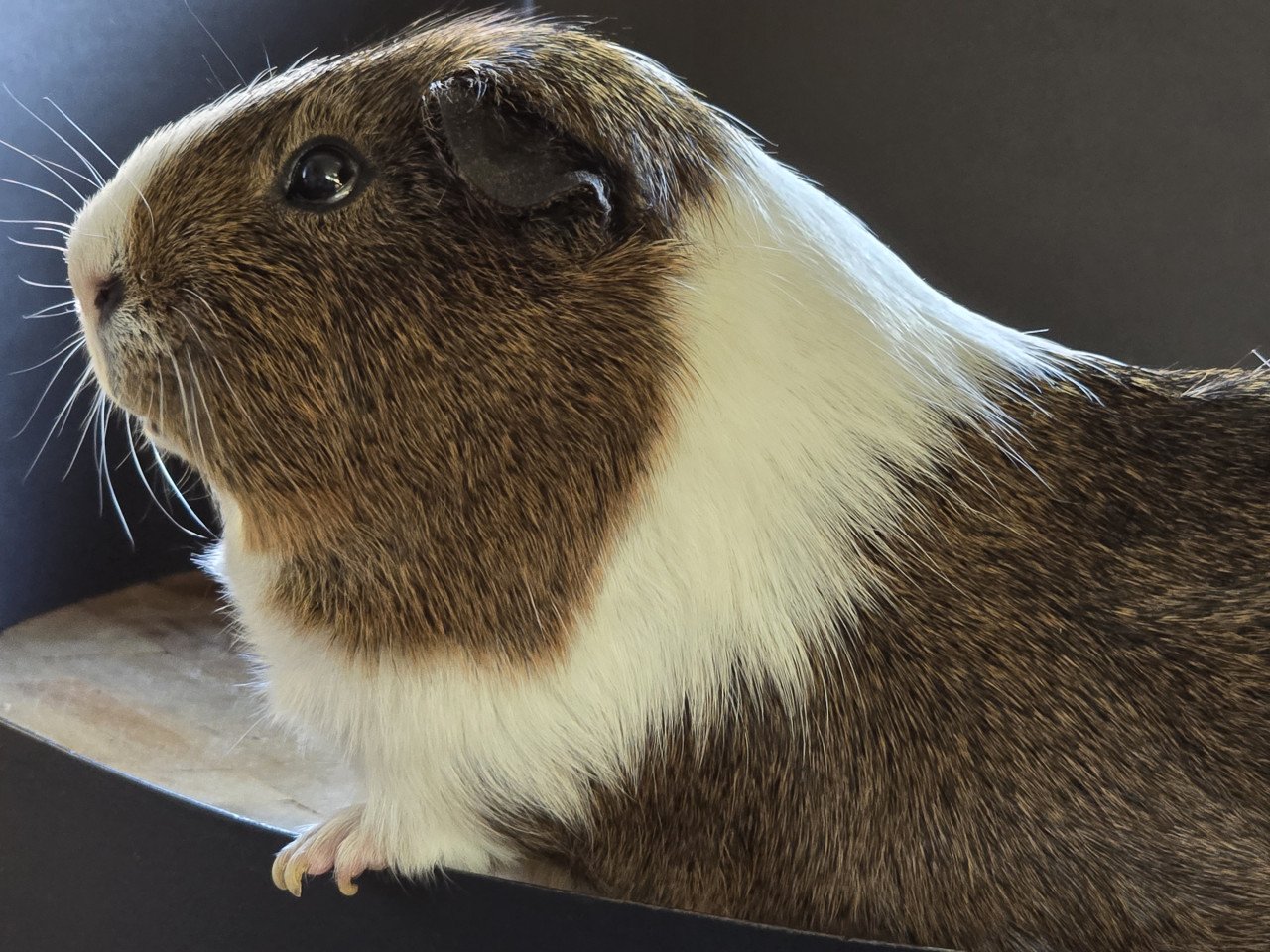 Twee cavia's