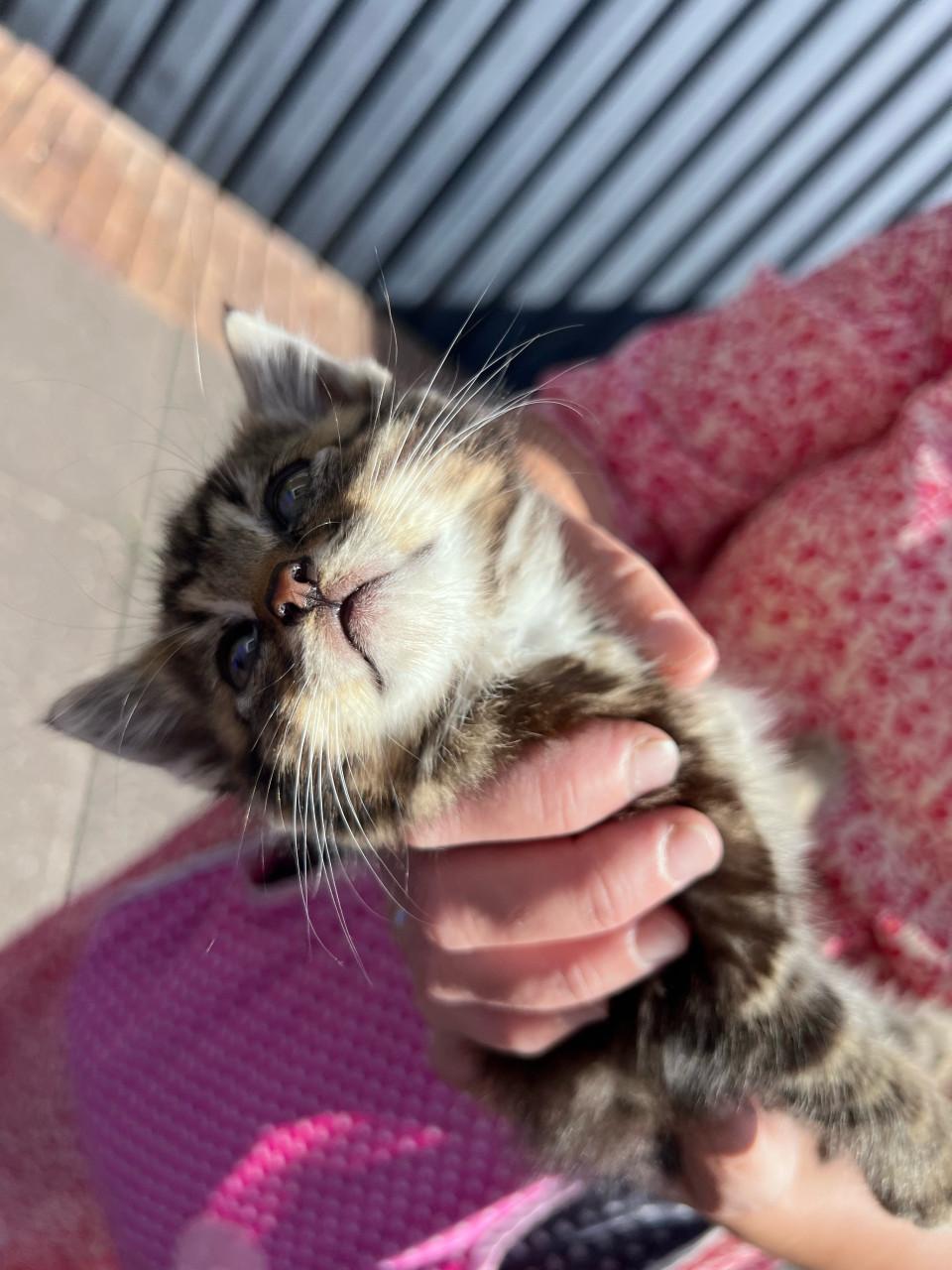 Relaxte kittens te koop